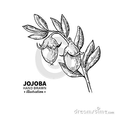 Jojoba vector drawing. Isolated vintage illustration of fruit. Organic essential oil engraved style sketch Vector Illustration