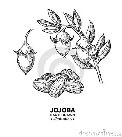Jojoba vector drawing. Isolated vintage illustration of fruit. Organic essential oil engraved style sketch Vector Illustration