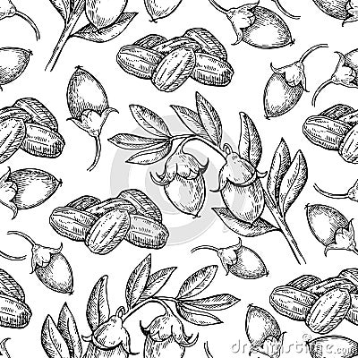 Jojoba vector seamless pattern drawing. vintage background with berry, nuts, branch. Vector Illustration