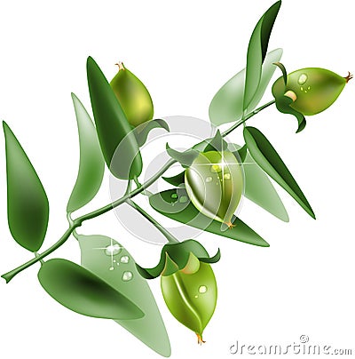 Jojoba on white background Cartoon Illustration