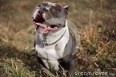 Jolly American Bully being happy and playful while panting Stock Photo