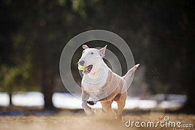 Jolly dog running and playing Stock Photo
