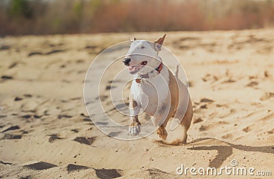 Jolly dog running and playing Stock Photo