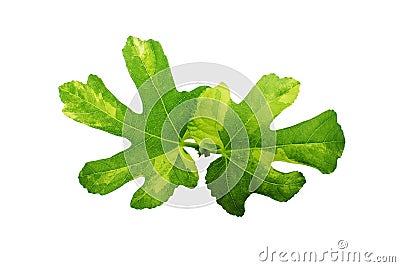 Jolly Tiger figs leaves. Stock Photo