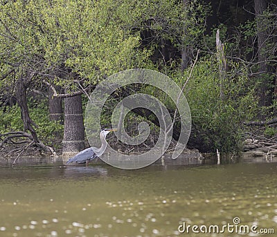 Big bird at Lake Jordan in North Carolina Stock Photo