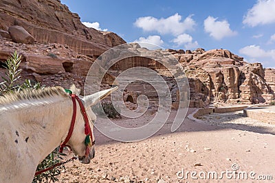 Donkey waiting for Tourist in the ancient city of Petra, Jordan Stock Photo
