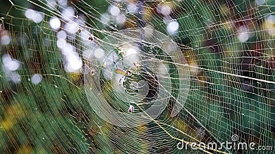 Joro Spider web stretches over six feet wide Stock Photo