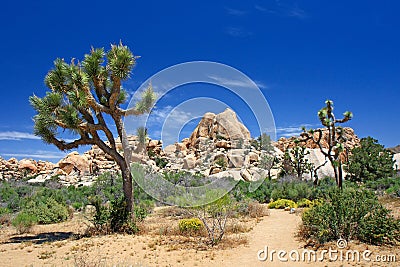 Joshua tree Stock Photo