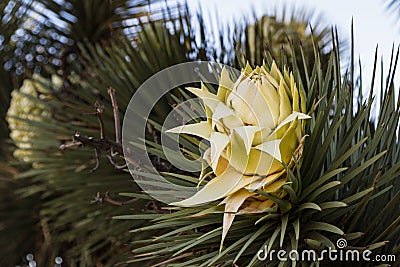 Joshua tree bloom Stock Photo