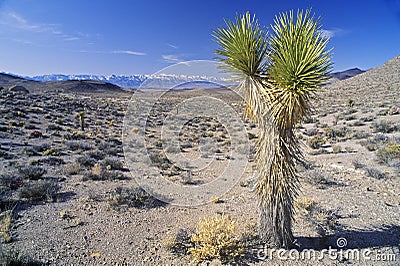 Joshua Tree Desert in bloom, Yucca plants, Springtime, CA Stock Photo