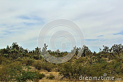Joshua Tree Forest Parkway, Scenic Route 93, Arizona, United States Stock Photo