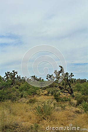 Joshua Tree Forest Parkway, Scenic Route 93, Arizona, United States Stock Photo