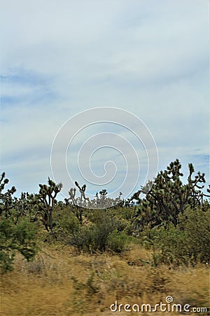 Joshua Tree Forest Parkway, Scenic Route 93, Arizona, United States Stock Photo