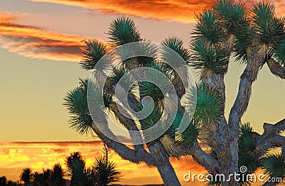 Joshua Tree National Park Stock Photo