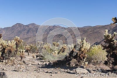 Joshua tree national park california teddy bear cholla cacti Stock Photo