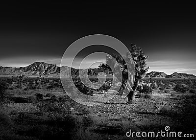 Black and White Photo of a Joshua Tree Stock Photo