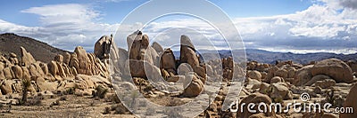 Joshua Tree Panorama Stock Photo