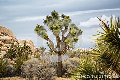 Joshua Tree and Rock Formations Stock Photo