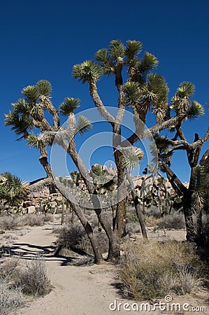 Joshua trees Stock Photo