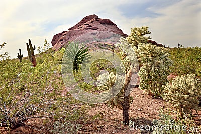 Joshua Trees Desert Botanical Garden Phoenix Stock Photo