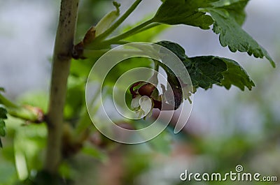 Jostabarry flower Ribes nidigrolaria or josta, hybrid of black currants and gooseberries Stock Photo