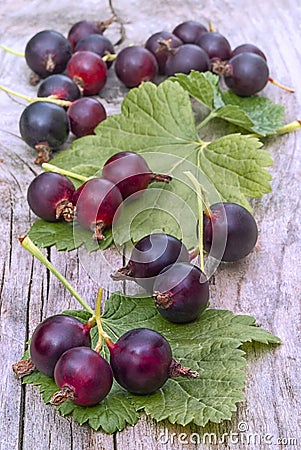 Jostabarry (Ribes nidigrolaria Stock Photo