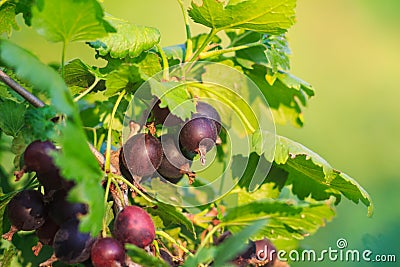 Jostaberry on a bush, hybrid of gooseberry and currant. Stock Photo