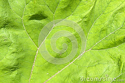 Journal of the common butterbur. Stock Photo