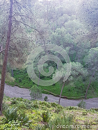 Journey into the Serene Pine Beauty of a Picturesque Mountain Landscape Stock Photo