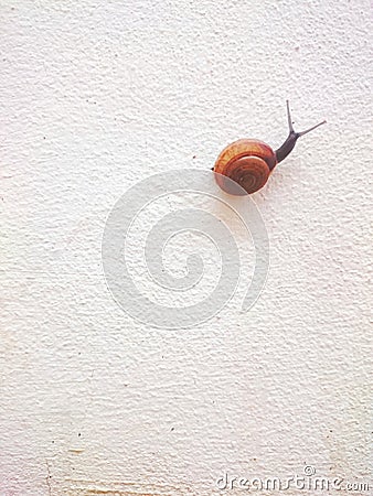 The Journey of Slowlife Snail. Stock Photo
