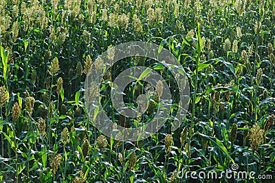 Jowar grain sorghum crop farm Stock Photo