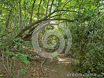 Joyce Kilmer Memorial Forest Hiking Trail Stock Photo