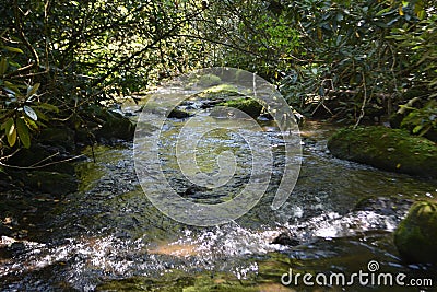 Joyce Kilmer Memorial Forest Stock Photo