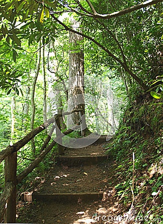 Joyce Kilmer National Forest Stock Photo