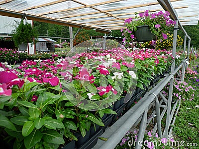 Joyce's Produce flowers for sale, impatients Editorial Stock Photo