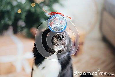 Joyful Border Collie: Celebrating Christmas and New Year with Decorations Stock Photo