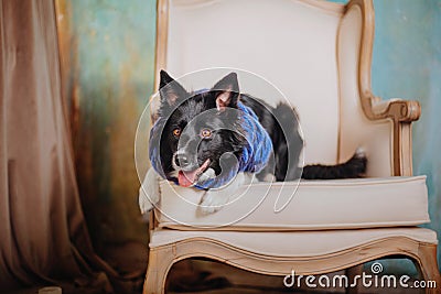 Joyful Border Collie: Celebrating Christmas and New Year Stock Photo