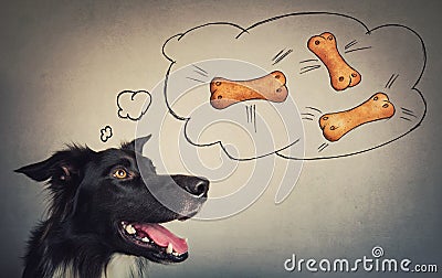 Joyful Border Collie dog looking aside, dreaming of tasty bone shaped biscuits. Funny astonished puppy, mouth open, imagine Stock Photo