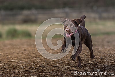 Joyful brown Labrador Retriever running joyously through a lush meadow Stock Photo