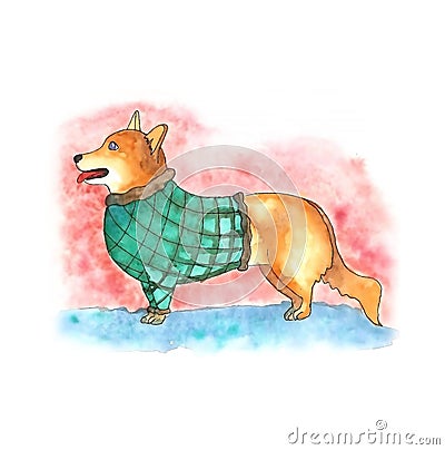 Cute Corgi in a sweater. executed using watercolor technique. Stock Photo