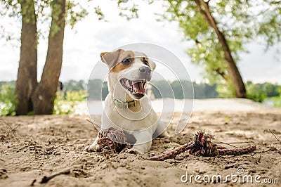 Joyful and cute Jack Russell Terrier puppy playing with a rope on the beach Stock Photo