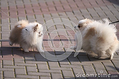 A joyful meeting of two furry spitz on a walk. Copy space Stock Photo