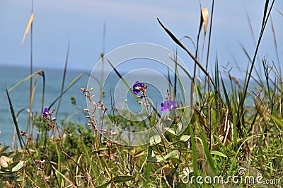 Joyful Tibouchina granulosa flower on the hillside Stock Photo