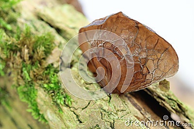 judas ear also elder mushroom, Auricularia auricula-judae Stock Photo