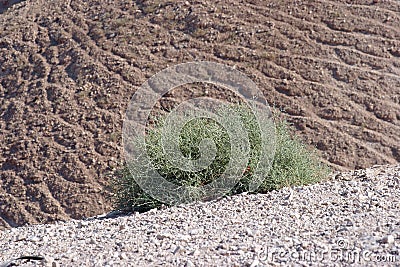 Bush in the desert of Judea, Israel Stock Photo