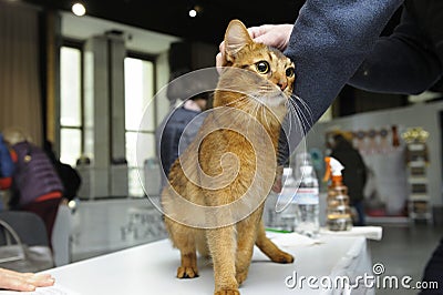 Judge hands holding pedigreed Somali cat estimating its color and proportions, cat show. Kiev, Ukraine Editorial Stock Photo