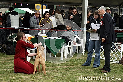 Judging at dogshow for sharpeis Editorial Stock Photo