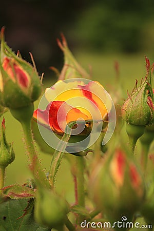 Judy Garland rose bush inside landscaping vertical Stock Photo