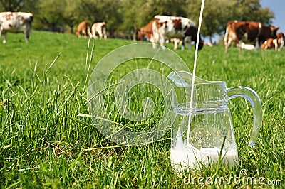 Jug of milk against herd of cows Stock Photo