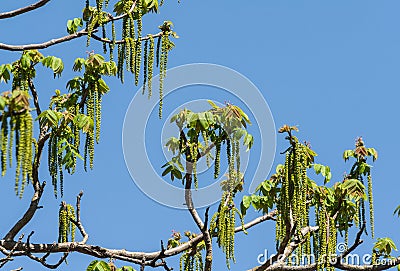 Juglandaceae juglans ailantifolia carriere, female and male flowers Stock Photo